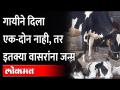 कोल्हापुरातील एका गोठ्यात गायीने दिला ३ वासरांना जन्म | The cow gave birth to 3 calves in Kolhapur - Marathi News | A cow gave birth to 3 calves in a cowshed in Kolhapur | Latest maharashtra Videos at Lokmat.com