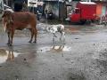 विकृतीचा कळस! गायींसोबत अनैसर्गिक सेक्स करणा-या मनोरुग्णाला अटक - Marathi News | Mentally challenged man arrested for unnatural sex with 3 cows | Latest national News at Lokmat.com