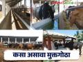 जनावराचे दुध उत्पादन वाढवून त्यांना निरोगी ठेवायचं मग तयार करा ह्या प्रकारचा गोठा - Marathi News | How to create a free housing cowshade for livestock? | Latest agriculture News at Lokmat.com