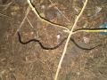 शहरापूर येथे मण्यार जातीच्या विषारी सापाला जीवदान  - Marathi News | poisonous snake caught and leave in forest | Latest vashim News at Lokmat.com