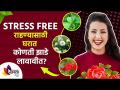 घरातील वातावरण नेहमी आनंदी ठेवण्यासाठी करा हा उपाय |Stress relieving plants one should keep at home - Marathi News | Do this to keep the home environment always happy. Stress relieving plants one should keep at home | Latest sakhi Videos at Lokmat.com