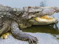 महाडमध्ये मगरीच्या हल्ल्यात एक जखमी - Marathi News | One injured in crocodile attack in Mahad | Latest raigad News at Lokmat.com
