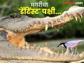 जगातील एक असा पक्षी जो मगरीच्या तोंडात जाऊन स्वच्छ करतो तिचे दात! - Marathi News | This bird enters the crocodiles mouth and cleans its teeth | Latest jarahatke Photos at Lokmat.com