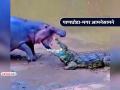 VIDEO: बापरे... मगर आणि पाणघोडा आले समोरासमोर, दोघांमध्ये तुफान जुंपली... कोण जिंकलं? - Marathi News | crocodile hippo fight video goes viral social media people shocked trending | Latest social-viral News at Lokmat.com