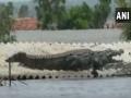 VIDEO: बेळगावमध्ये पुराचा फटका, मगरीने घेतला घराच्या छताचा आसरा! - Marathi News | VIDEO: A crocodile lands on roof of a house in flood-affected Raybag taluk in Belgaum | Latest national News at Lokmat.com