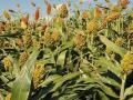 अकाेला जिल्ह्यातील सुधारित आणेवारी ५० पैशांच्या वर - Marathi News | Akala district's Crop Aanewari above 50 paise | Latest akola News at Lokmat.com