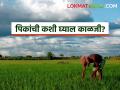 Krushi Salla : अवकाळी पावसात पिकांची कशी घ्याल काळजी वाचा सविस्तर - Marathi News | Krushi Salla : latest news Read in detail how to take care of crops during unseasonal rains | Latest agriculture News at Lokmat.com