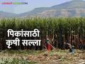 Krushi Salla: वाढत्या उन्हात पिकांची अशी घ्या काळजी वाचा सविस्तर - Marathi News | Krushi Salla: Take care of crops in this way during the increasing heat | Latest agriculture News at Lokmat.com