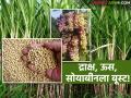 Crop Loan : पीक कर्जात २५ टक्के वाढ; कोणत्या पिकाला किती फायदा? वाचा सविस्तर - Marathi News | latest news Crop Loan: 25 percent increase in crop loans; How much benefit for which crop? Read in detail | Latest agriculture News at Lokmat.com