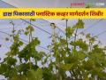 Agriculture News : मागेल त्याला शेततळेच्या धर्तीवर मागेल त्याला क्रॉप कव्हर, द्राक्ष पीक शिबीर - Marathi News | Latest News Agriculture News Grape crop plastic covering guidance camp completed at Satana-Nampur | Latest agriculture News at Lokmat.com