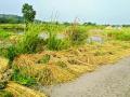 दुष्काळग्रस्त तालुक्यांत उपाययोजना आखणार - Marathi News | Drought-hit talukas will take action | Latest raigad News at Lokmat.com