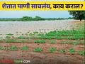 Agriculture News : शेतात पाणी साचलंय, 'हे' उपाय नक्की करा! जाणून घ्या सविस्तर  - Marathi News | Latest News Agriculture News Damage to crops due to water logging due to rain how to control | Latest agriculture News at Lokmat.com