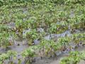 अतिवृष्टी, पुरामुळे झालेल्या पीक नुकसानाचे होणार पंचनामे - Marathi News | Punchnama of crop damage due to excessive rains and floods | Latest vashim News at Lokmat.com