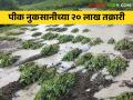 Crop Insurance : राज्यात पीक नुकसानीचे २० लाख दावे दाखल - Marathi News | Crop Insurance: 20 lakh crop loss claims filed in the state | Latest agriculture News at Lokmat.com