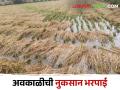 अवकाळीने तीन एकरांवरील भात शेती उध्वस्त, भरपाई मिळाली 1080 रुपयेच...!  - Marathi News | latest News 1080 rupees help to farmer for rice cultivation on three acres damaged due to bad weather | Latest agriculture News at Lokmat.com
