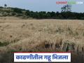 Crop Damage : अवकाळीचा कहर! गहू आडवा, कांदा भिजला; संत्रा बागा उद्ध्वस्त - Marathi News | latest news Crop Damage: Unseasonal weather wreaks havoc! Wheat is damaged, onions are soaked; Orange orchards are destroyed | Latest agriculture News at Lokmat.com