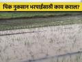 पावसामुळे पिकांचे नुकसान झाले; कुठे कराल तक्रार? - Marathi News | Crops were damaged by rain hailstorm; Where to complain? | Latest agriculture News at Lokmat.com