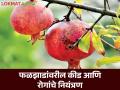 Fruit Crop Management : फळझाडांवरील कीड आणि रोगांचे नियंत्रण, कसे कराल व्यवस्थापन? वाचा सविस्तर - Marathi News | Latest News Fruit Crop Management Infestation of many insect diseases on fruit trees see how to control | Latest agriculture News at Lokmat.com