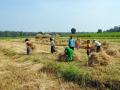 पीक कापणीचा प्रयोग का करतात? त्याचा शेतकऱ्यांना कसा लाभ होतो? - Marathi News | why government do crop harvesting practical, how farmer get benefited | Latest agriculture News at Lokmat.com