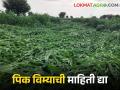Crop Insurance महिला शेतकऱ्यांचे जिल्हाधिकाऱ्यांना पत्र; मागविली ही माहिती - Marathi News | Letter from Women Farmers to District Collectors; This information is requested | Latest agriculture News at Lokmat.com