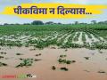 Pik Vima : पीकविमा रक्कम रोखणे कायद्याने गुन्हा विमा अनुदान त्वरित द्या - Marathi News | Pik Vima : Withholding of crop insurance amount Act provide crime insurance subsidy immediately give to farmer | Latest agriculture News at Lokmat.com