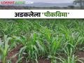 crop Insurance २५ टक्के अग्रीम पीकविमा मिळाला; उर्वरित ७५ टक्के नुकसानभरपाई कधी मिळणार - Marathi News | 25 percent advance crop insurance received; When will the remaining 75 percent compensation be received? | Latest agriculture News at Lokmat.com