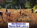 Crop Insurance : सोयाबीन पीक कापणी प्रयोग सुरू; लाखों शेतकऱ्यांची नजर निकालावर! - Marathi News | latest news Crop Insurance: Soybean crop harvesting experiment begins; Lakhs of farmers eyeing the results! | Latest agriculture News at Lokmat.com