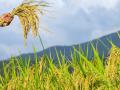 राज्यातील सर्वच जिल्ह्यांत पंतप्रधान पीक विमा योजना लागू! - Marathi News | Crop Insurance Scheme implemented in all the districts of the state! | Latest akola News at Lokmat.com