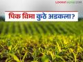 Pik Vima : पीक विम्याची रक्कम मंजूर पण अजून खात्यावर पैसे आले नाहीत - Marathi News | Pik Vima : Crop insurance amount approved but money not received in account yet | Latest agriculture News at Lokmat.com