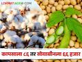 Crop Loan Amount आता कापसाला ८६ हजार तर सोयाबीनला मिळणार ६६ हजार रुपयांचे पीक कर्ज - Marathi News | Crop Loan Amount Extended Now cotton will get Rs 86,000 and soybeans will get Rs 66,000 | Latest agriculture News at Lokmat.com