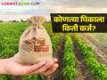 Crop Loan : बाजरी, कांदा, भात, स्ट्रॉबेरी पिकासाठी किती कर्ज मिळणार? वाचा सविस्तर - Marathi News | Latest News Increase in loan rates for many crops and fruit crops see details | Latest agriculture News at Lokmat.com