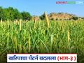 Crop Pattern Change : यंदा बाजरीची लागवड 'इतके' टक्केच; सूर्यफूल पीक नामशेष वाचा सविस्तर - Marathi News | latest news Crop Pattern Change: Millet cultivation this year is 'so' percent; Sunflower crop is extinct Read in detail | Latest agriculture News at Lokmat.com