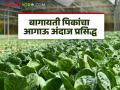 Agriculture News : फलोत्पादन घटणार, कांदा, टोमॅटोचे उत्पादन कसे असेल? तिसरा आगाऊ अंदाज जाहीर  - Marathi News | Latest News Agriculture News Department of Agriculture releases third advance estimate of area and production of various horticultural crops for 2023-24 | Latest agriculture News at Lokmat.com