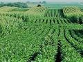 दुष्काळी तालुक्यात घटली पिकांची उत्पादकता! - Marathi News | Drought-hit taluka crop productivity reduce | Latest akola News at Lokmat.com