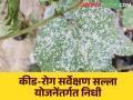 Crop Sap Scheme : पिकांवरील कीड-रोग व्यवस्थापनासाठी १५ कोटी इतका निधी मंजूर, 'या' पिकांचा समावेश  - Marathi News | Latest News Crop Sap Scheme 15 crore sanctioned for pest and disease management on kharif season crops | Latest agriculture News at Lokmat.com