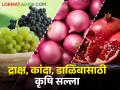 कृषि सल्ला : द्राक्षांवरील लाल कोळी, डाळिंबाच्या चांगल्या गुणवत्तेसाठी, कांद्यावरील करपा रोगासाठी  - Marathi News | Latest News Agricultural Advice for Grape, Onion, Pomegranate for march 2024 | Latest agriculture News at Lokmat.com
