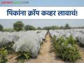 Crop Cover : पिकांना क्रॉप कव्हर लावा, 60 टक्के उन्हाच्या झळा रोखते, जाणून घ्या सविस्तर  - Marathi News | Latest News Crop cover reduces the sun's rays by 60 percent for many crops | Latest agriculture News at Lokmat.com