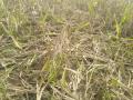 वन्यप्राण्यांचा हैदोस; ४० एकरातील पिकांचे नुकसान ! - Marathi News | Wildlife done Damage to 40 acre crops! | Latest vashim News at Lokmat.com