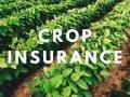 पीकविमा शेतकऱ्यांसाठी की, कंपन्यांचे खिसे भरण्यासाठी? - Marathi News | Crop insurance for farmers or to fill the pockets of companies? | Latest editorial News at Lokmat.com