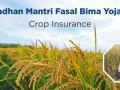 पीक विम्याचे पोर्टल झाले हँग; लाखो शेतकरी राहणार वंचित - Marathi News | Crop insurance portal hang; Millions of farmer will deprived | Latest akola News at Lokmat.com