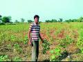 पैसे भरूनही पीक विम्याचा लाभ नाही - Marathi News | There is no benefit to crop insurance even after paying | Latest nagpur News at Lokmat.com