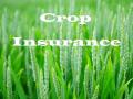 नागपूर विभागात २० टक्केच शेतकऱ्यांना पीक विम्याचा लाभ - Marathi News | 20% farmers benefit from crop insurance in Nagpur division | Latest nagpur News at Lokmat.com