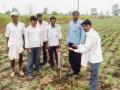 वाशिम तालुक्यात क्रॉपसॅप प्रकल्पातर्गं हरभरा पिकाची पाहणी  - Marathi News | CropSap project in Washim taluka farmers fields | Latest vashim News at Lokmat.com