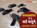 कावळ्यांचा मृत्यू बर्ड फ्लूने; उदगीरातील गांधी उद्यान, हुतात्मा स्मारक सील, परिसर ‘अलर्ट झोन’ - Marathi News | In Latur Crows die of bird flu; Gandhi Park, Martyrs' Memorial in Udgira sealed, area declared 'alert zone' | Latest latur News at Lokmat.com