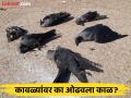 कावळ्यांचा मृत्यू ना बर्ड फ्ल्यू,ना मानमुडीने! चार दिवसांत ४२ कावळे दगावल्याने खळबळ - Marathi News | Crows die not from bird flu or manmudi! 42 crows die in four days, causing a stir | Latest latur News at Lokmat.com