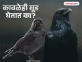 कावळेही सूड घेतात? मनुष्यांनी त्रास दिला तर अनेक वर्ष लक्षात ठेवतात चेहरा...पाहा काय आहे सत्य... - Marathi News | Do crows take revenge? read weird claim by scientist | Latest jarahatke News at Lokmat.com