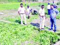 पालेभाज्यांच्या मळ्यांवर केली कारवाई - Marathi News | Action taken on leafy farms | Latest vasai-virar News at Lokmat.com