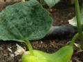 निसर्गाची कमाल, काकडीलाच फुटले पान - Marathi News | Nature's miracle...a leaf on cucumber | Latest vashim News at Lokmat.com