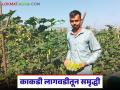 Cucumber Farming : 20 गुंठ्यात काकडीची यशस्वी शेती, आतापर्यंत सव्वा लाख रुपयांचे उत्पन्न - Marathi News | latest News Nashik Farmer story Successful cultivation of cucumber in 20 gunthas, income 1 lakh ruppess read in detail | Latest agriculture News at Lokmat.com