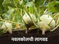 निचरा होणाऱ्या जमिनीत कोबीवर्गीय भाज्यांची लागवड; मिळेल चांगले उत्पादन - Marathi News | Cultivation of cruciferous vegetables in drained soil | Latest agriculture News at Lokmat.com
